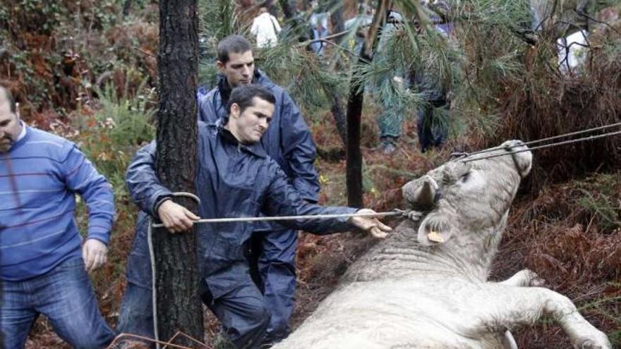 Capturado con dardos paralizantes un toro huido de Porriño tras 26 horas de búsqueda