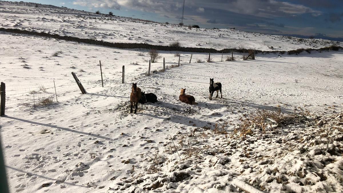 Nieve caída en Torremiró