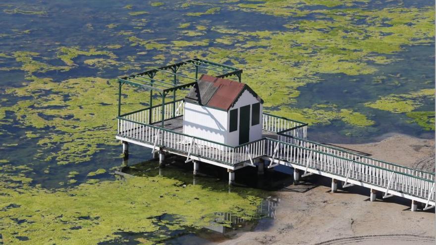 Anse relaciona las algas de Villananitos con la entrada de nitratos al Mar Menor