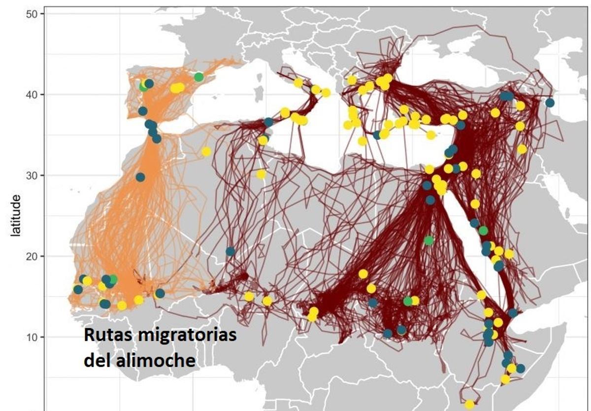 ¿Por qué el alimoche está en peligro de extinción?