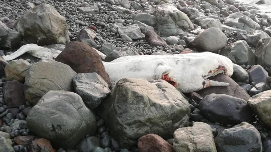 Imagen del animal varado en la playa.