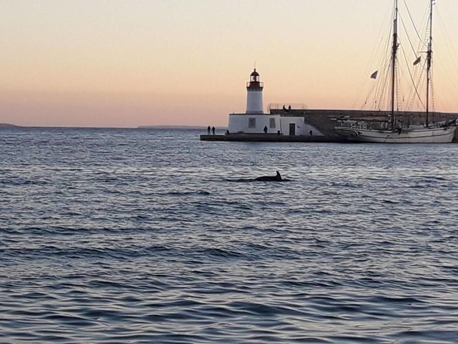 Delfines en Ibiza