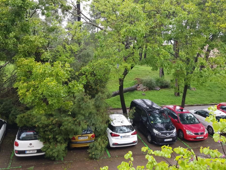 El temporal arrenca dos pins i cauen branques al cim de vehicles