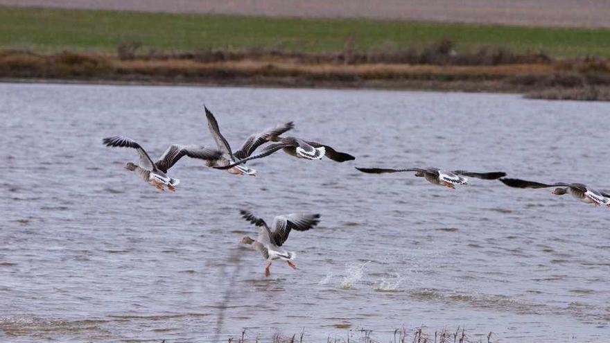 Varias anátidas llegan a una de las salinas de la Reserva Natural de Villafáfila.