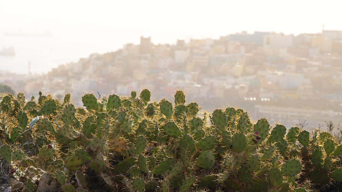 La calima asfixia Gran Canaria