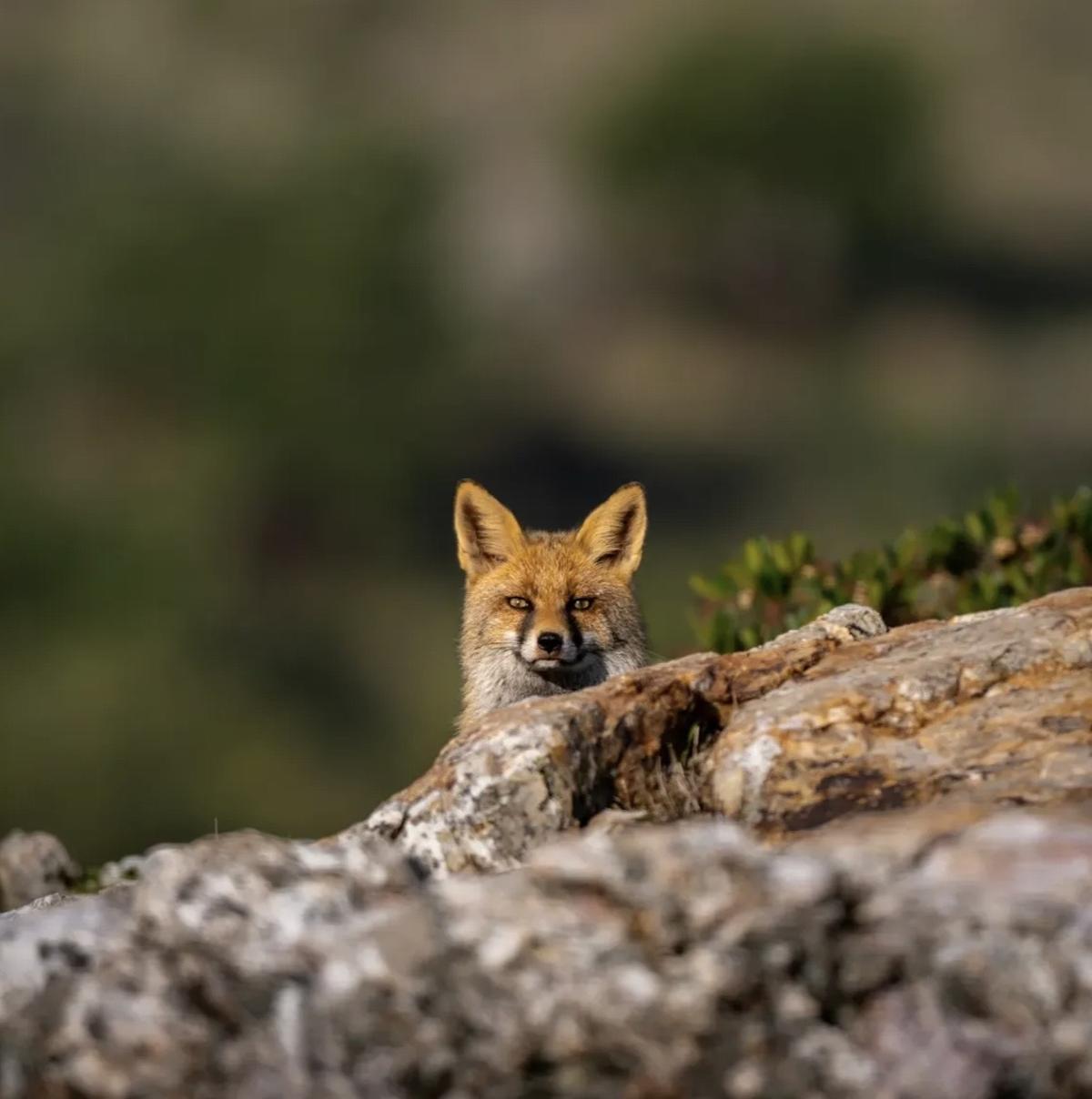 Zorro rojo fotografiado en Extremadura
