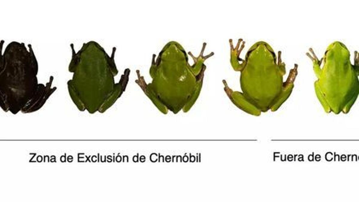 Estudio sobre el color de las ranas de Chernóbil.