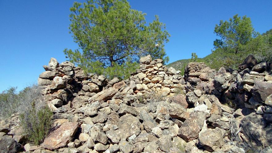 Castellón, la provincia más afectada por la procesionaria del pino en la Comunitat