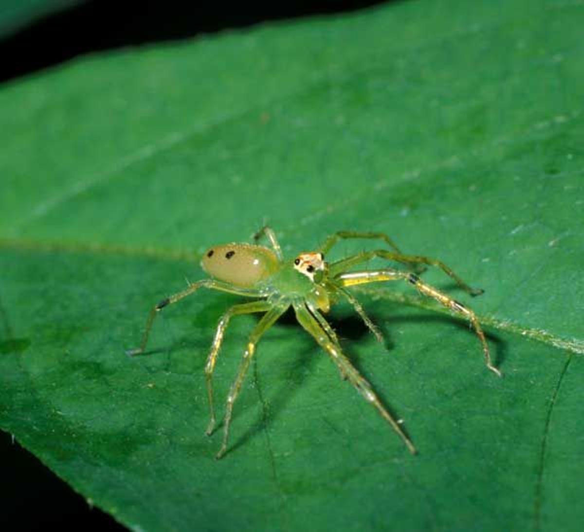 Araña saltadora en Belice.