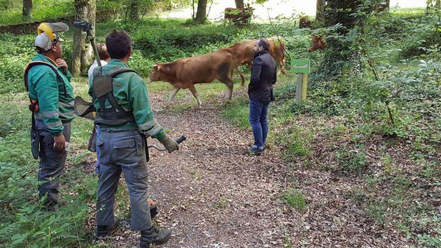 La Xunta inicia la mejora de la Fraga de Quiroga  |  Operarios contratados por la Xunta de Galicia iniciaron ayer los trabajos de limpieza y acondicionamiento de la Fraga de Quiroga, dentro del plan de conservación de este espacio. El alcalde y la concejala de Medio ambiente visitaron este &quot;monumento natural&quot; de Catasós y mostraron su satisfacción por el comienzo de unas actuaciones que llevaban años sin ejecutarse y que se producen después de las reiteradas solicitudes remitidas desde el Concello de Lalín. Las tareas serán supervisadas por la Consellería de Medio Ambiente, que gestiona esta arboleda.