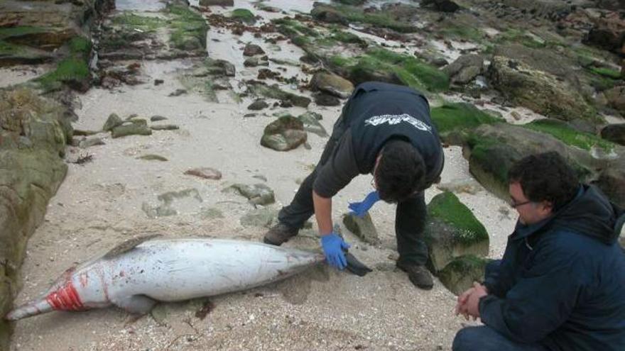 Hallados 23 delfines muertos en la costa gallega este año