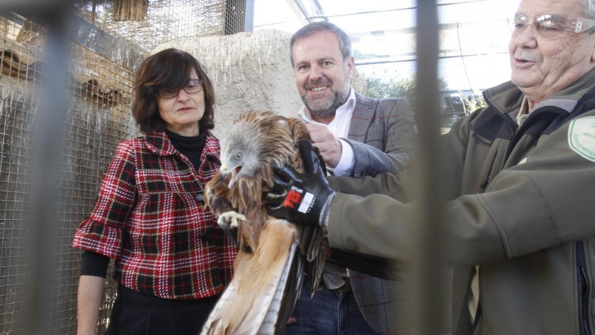 El Zoo de Córdoba acoge dos milanos reales cedidos por la Junta