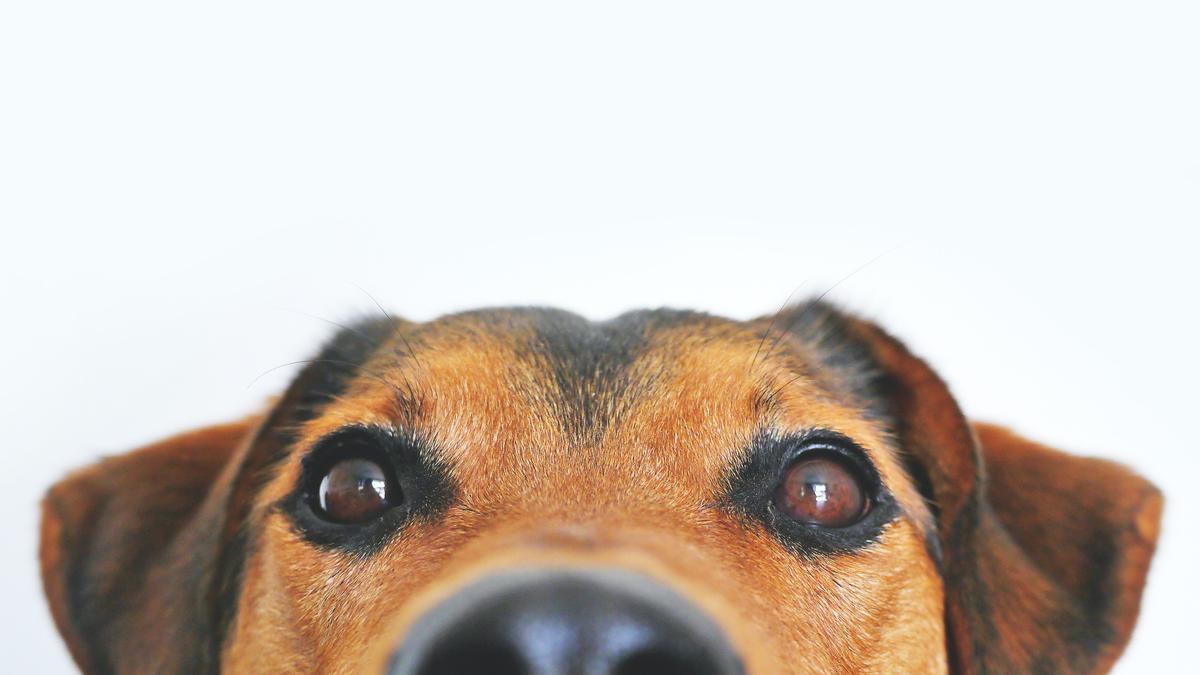 Moquillo canino, o distemper canino en los perros: qué es y síntomas