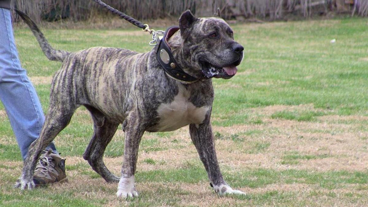 Presa canario