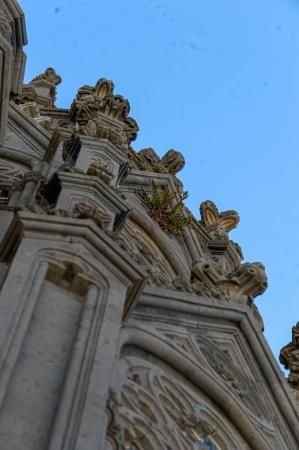 Arucas. Una planta en la fachada de la iglesia de Arucas  | 01/02/2020 | Fotógrafo: José Carlos Guerra