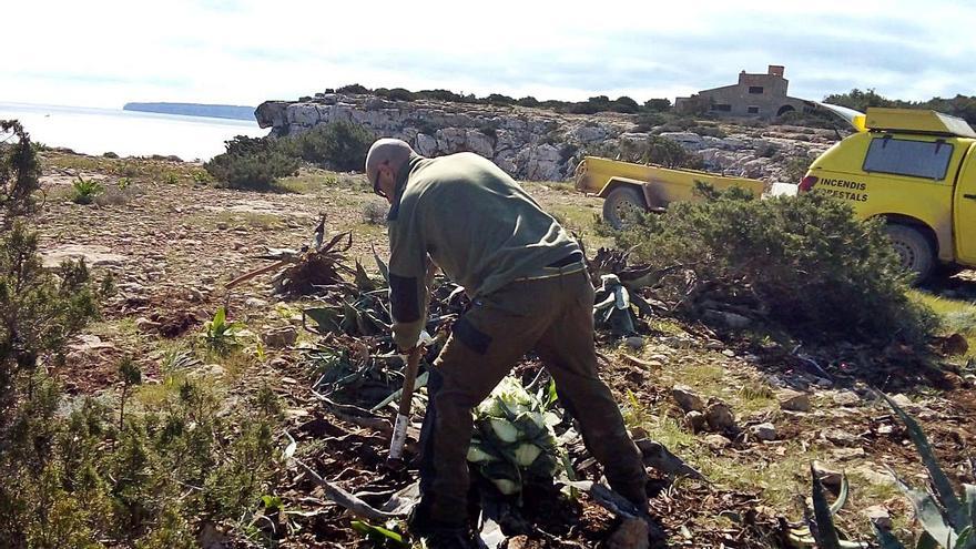 Retiradas ocho toneladas de plantas invasoras en el litoral de Formentera