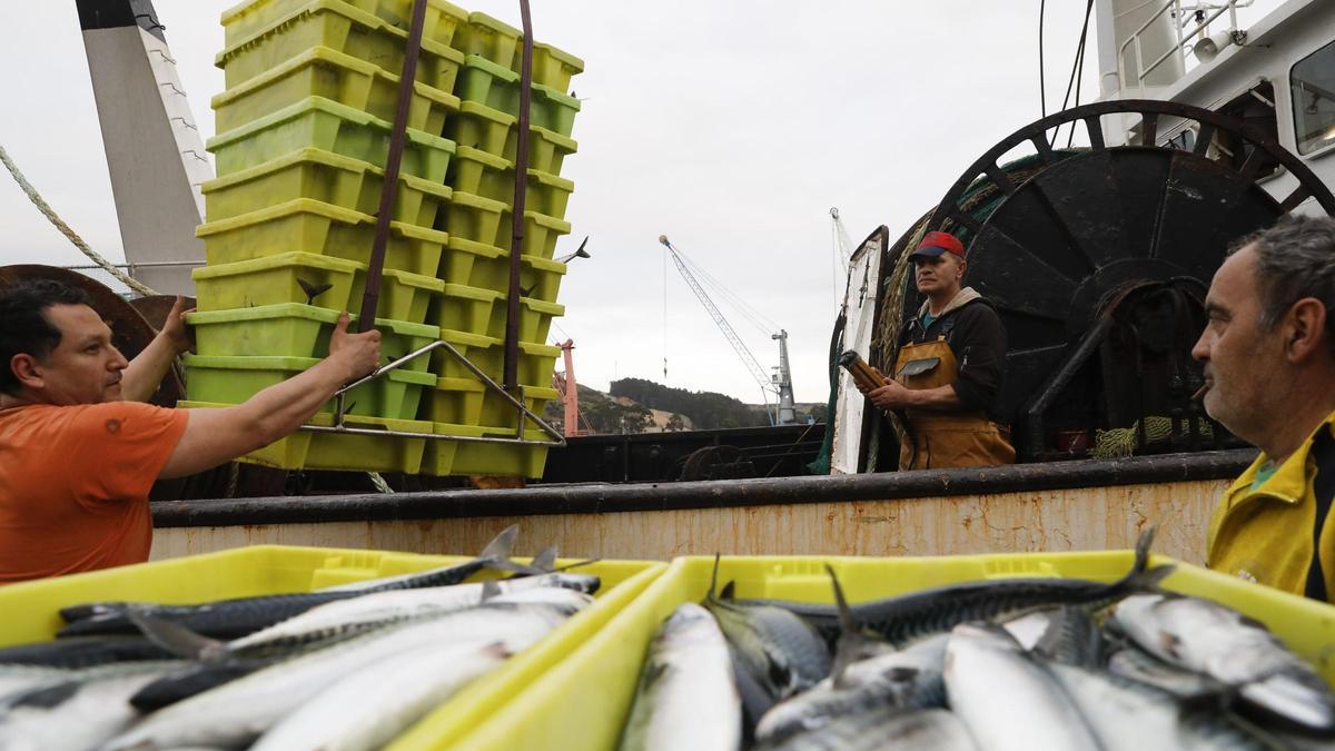 Descarga de pescado en la lonja avilesina