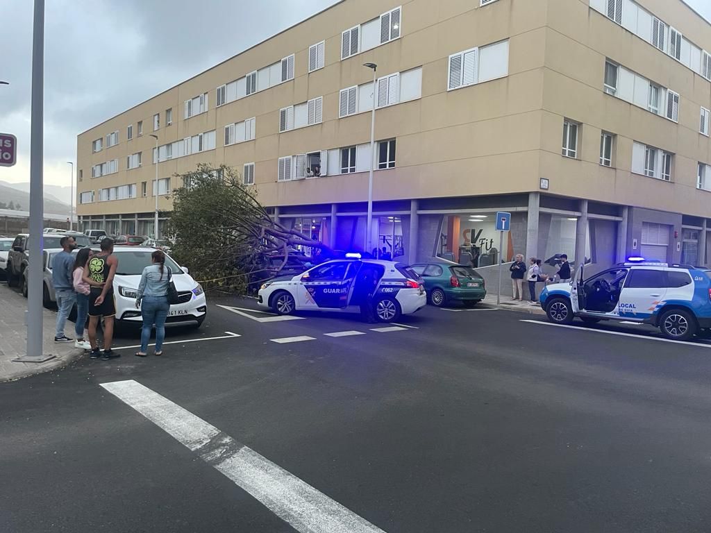 Las fotos de la caída de un árbol encima de un coche en Guía