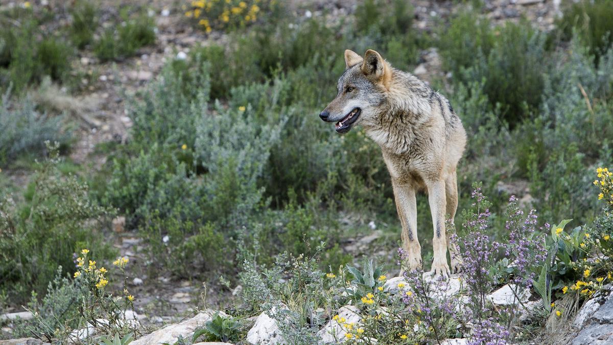 Un ejemplar de lobo.