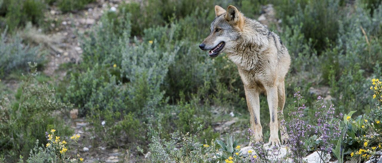 Un ejemplar de lobo.