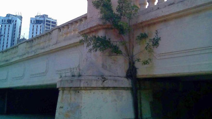 Un árbol crece en el puente del Ángel Custodio