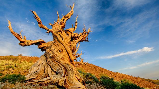 Este es el Matusalén, el árbol más viejo del mundo