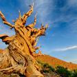 Este es el Matusalén, el árbol más viejo del mundo