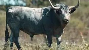 El hierro de Victorino Martín debutará en Benavente el próximo 18 de junio con Galocho, un astado marca de la casa por su pelaje cárdeno, de 540 kilos de peso y armadura corniveleta.