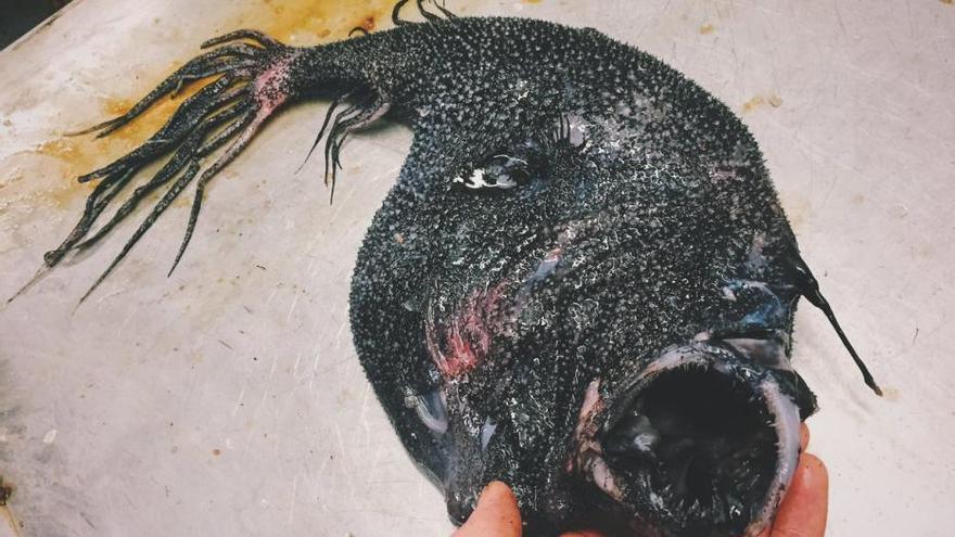 Los monstruos marinos más impactantes del océano