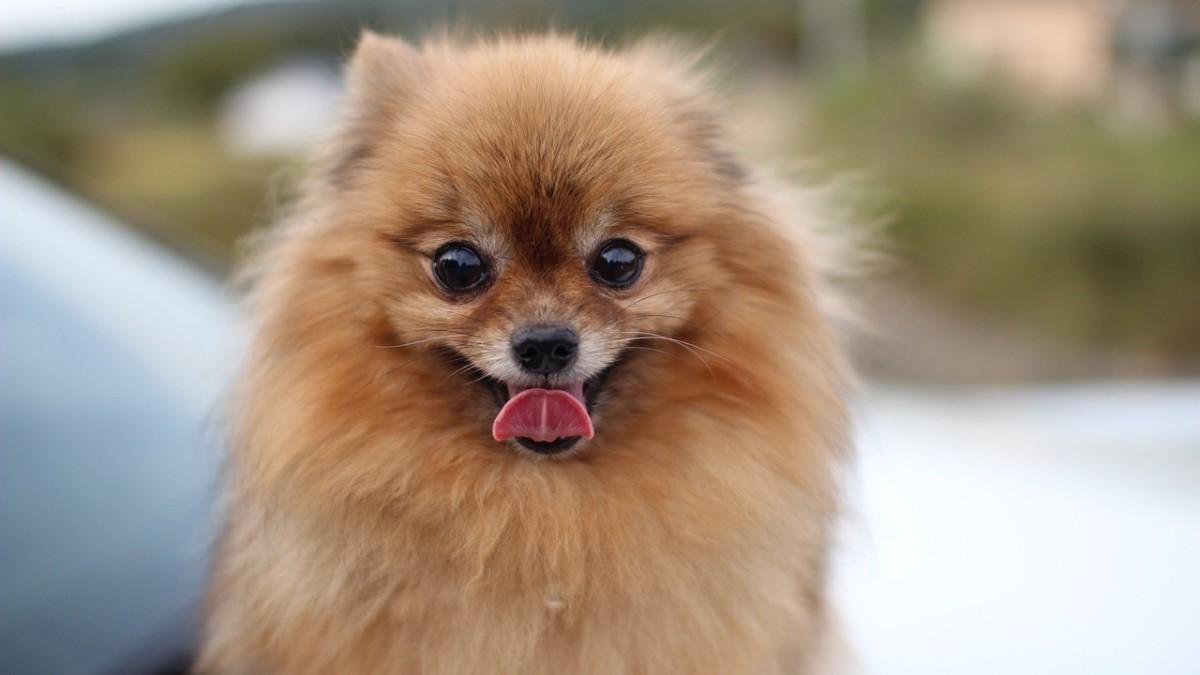 Pomerania.