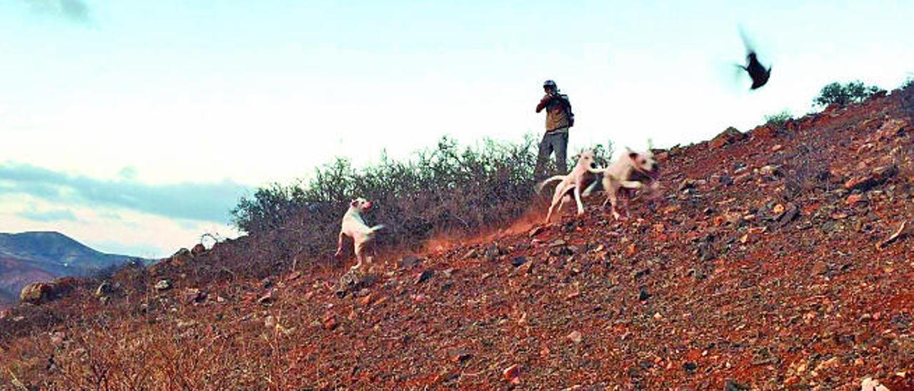 El cazador se dispone a disparar sobre una perdiz roja de Gran Canaria que acaban de levantar sus perros de raza pointer americano.