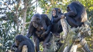 Un grupo de chimpancés con una cría, en el Bioparc Valencia
