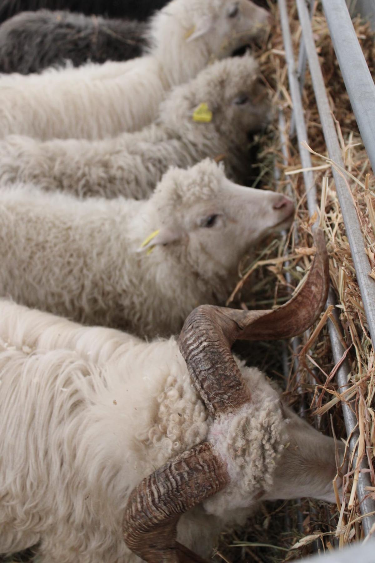 GanaderÍas de Langreo, La Felguera