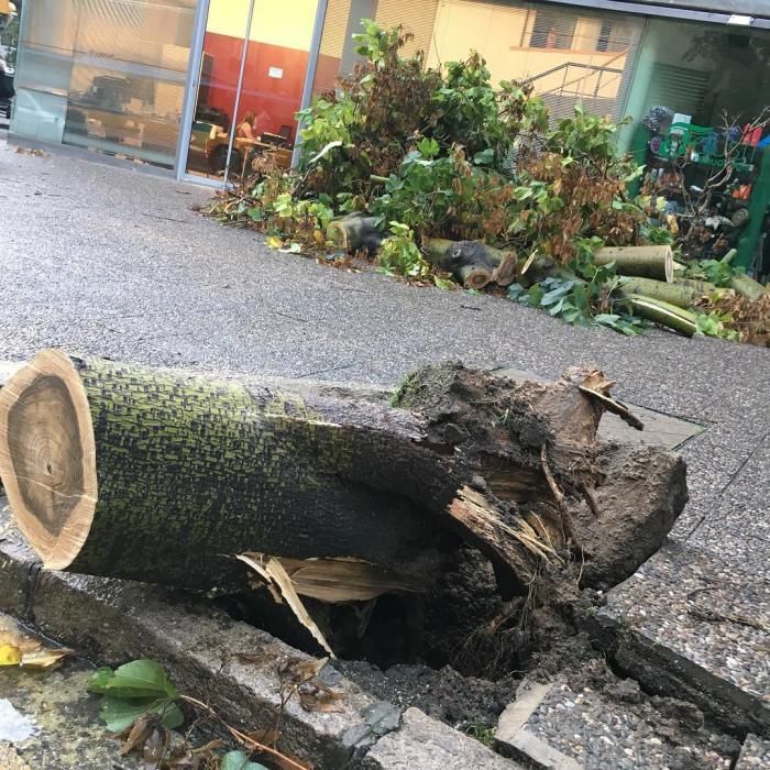 A Girona han caigut alguns arbres per la tempesta, com aquests a la carretera Santa Eugènia