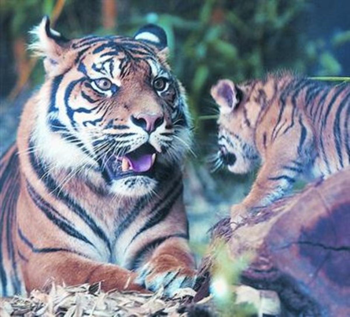 A vegades, els humans responen, com el tigre, amb un instint animal.