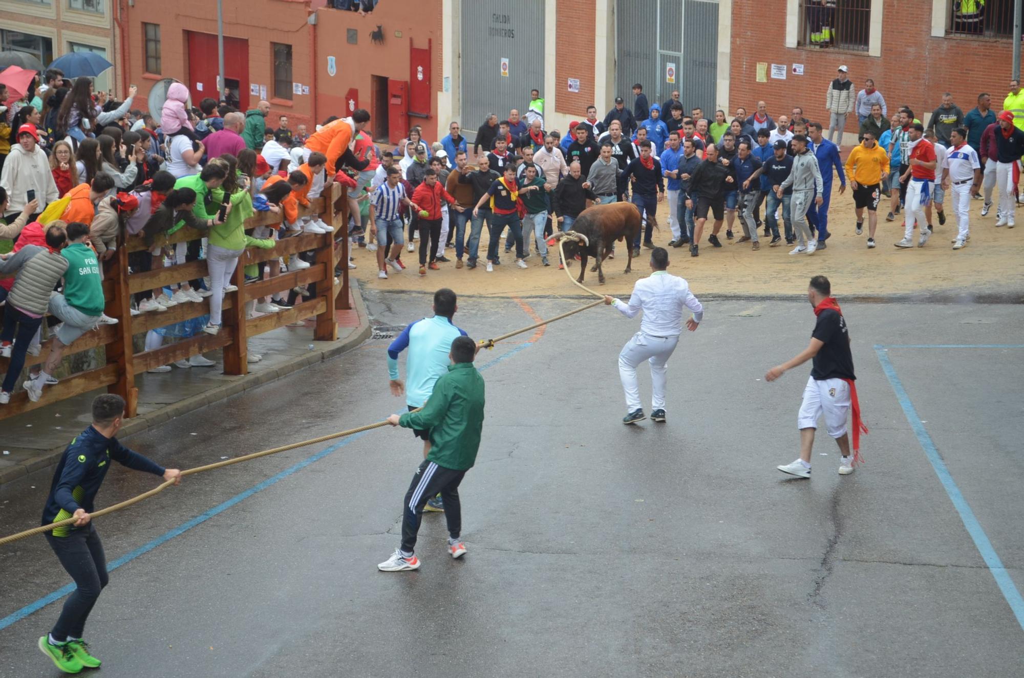 Fiestas del Toro en Benavente: El torito Berrón completa el recorrido en 26 minutos