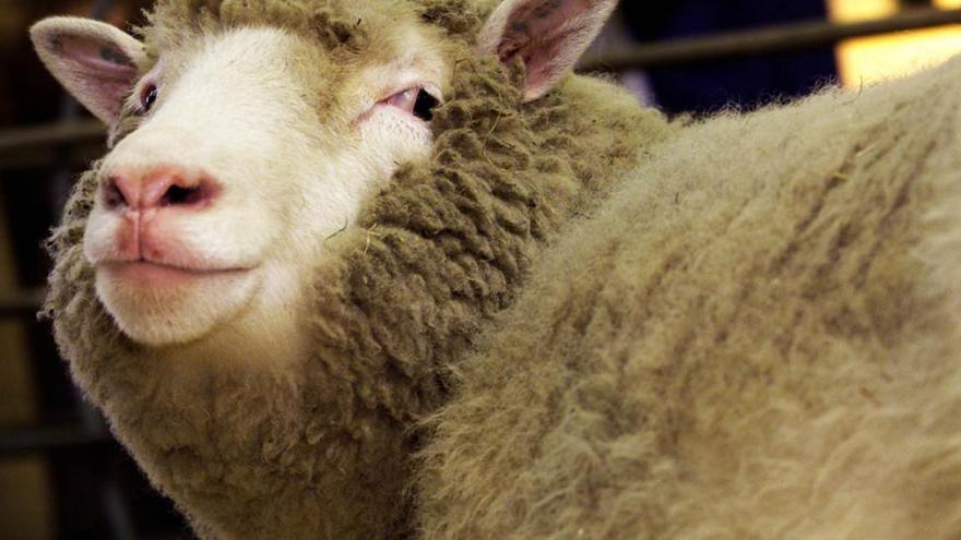Los clones de la oveja Dolly envejecen con buena salud