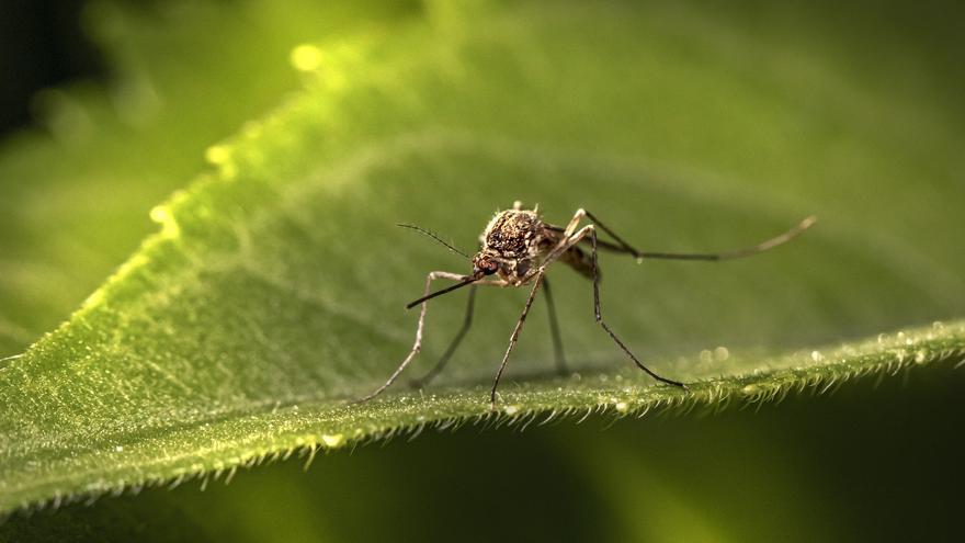 La planta perfecta para que no entren mosquitos en casa con la ventana abierta