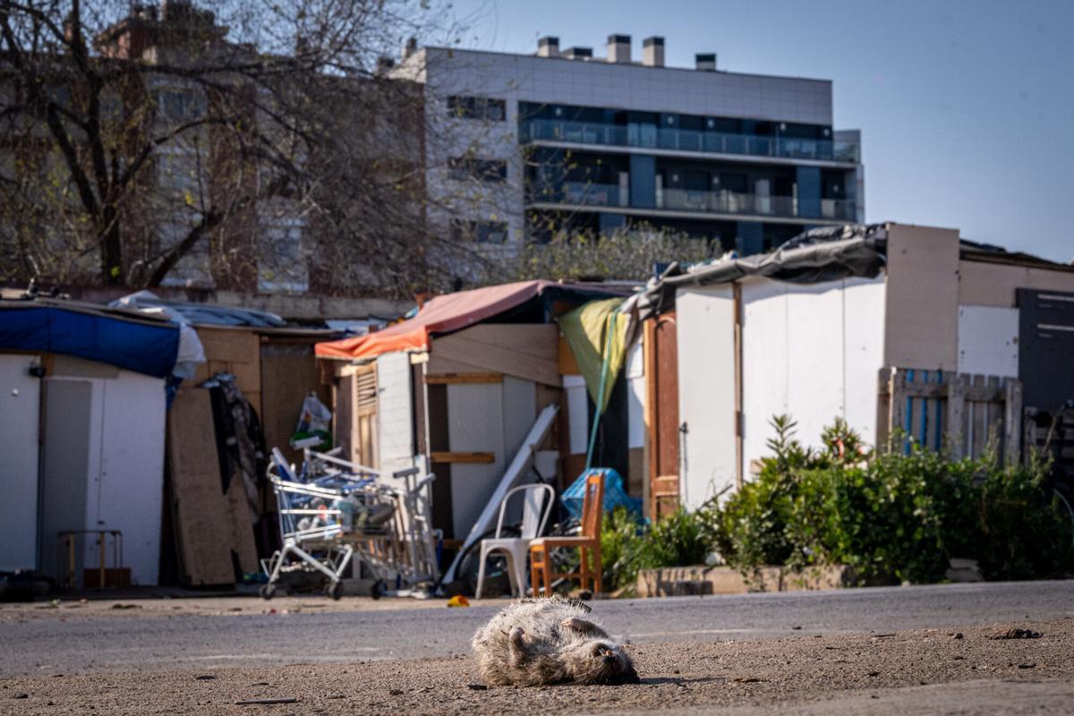 Imágenes del asentamiento del barrio de La Sagrera Imágenes del asentamiento del barrio de La Sagrera