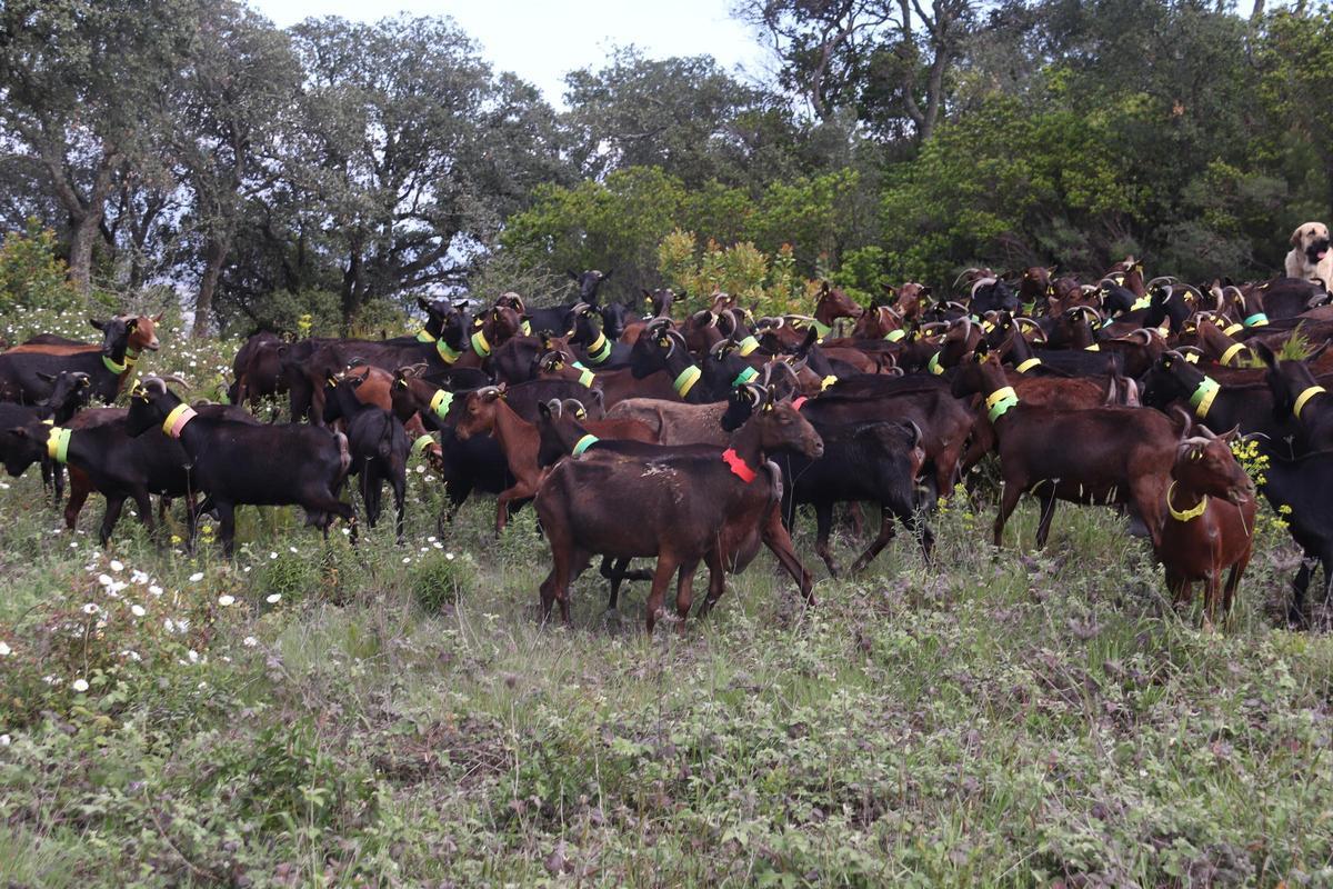 Un ramat de cabres pastura per una zona de les Gavarres per mantenir el bosc net