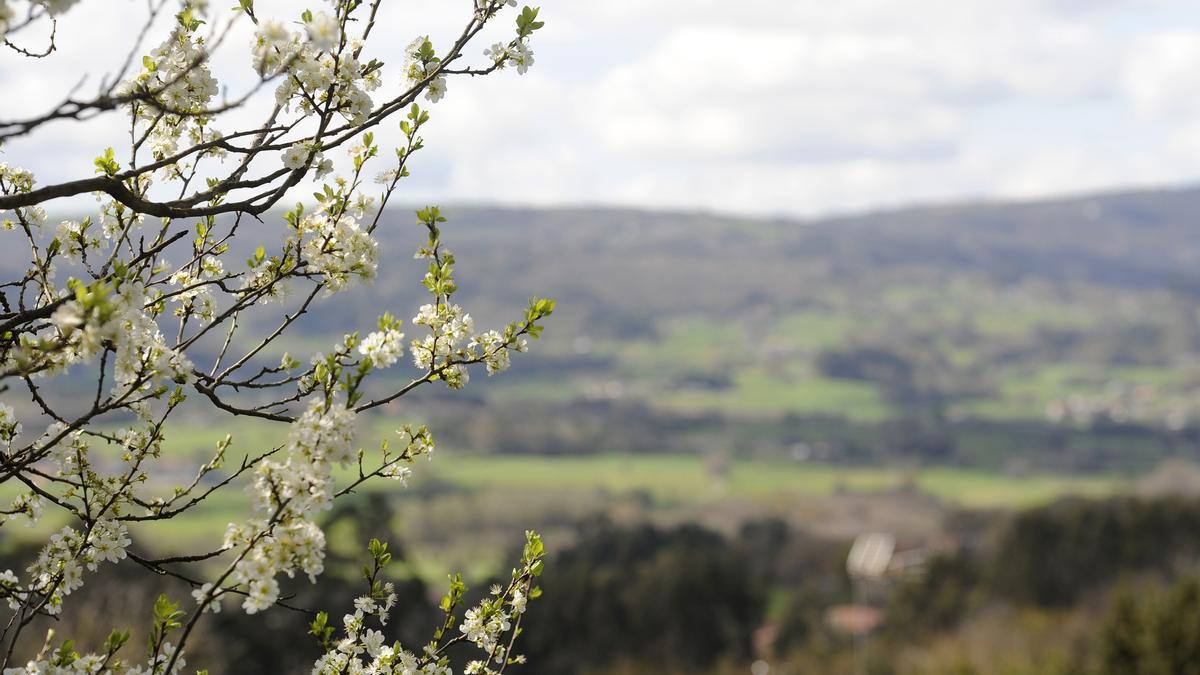 Ciruelo en flor con el valle de Escuadro como telón de fondo.