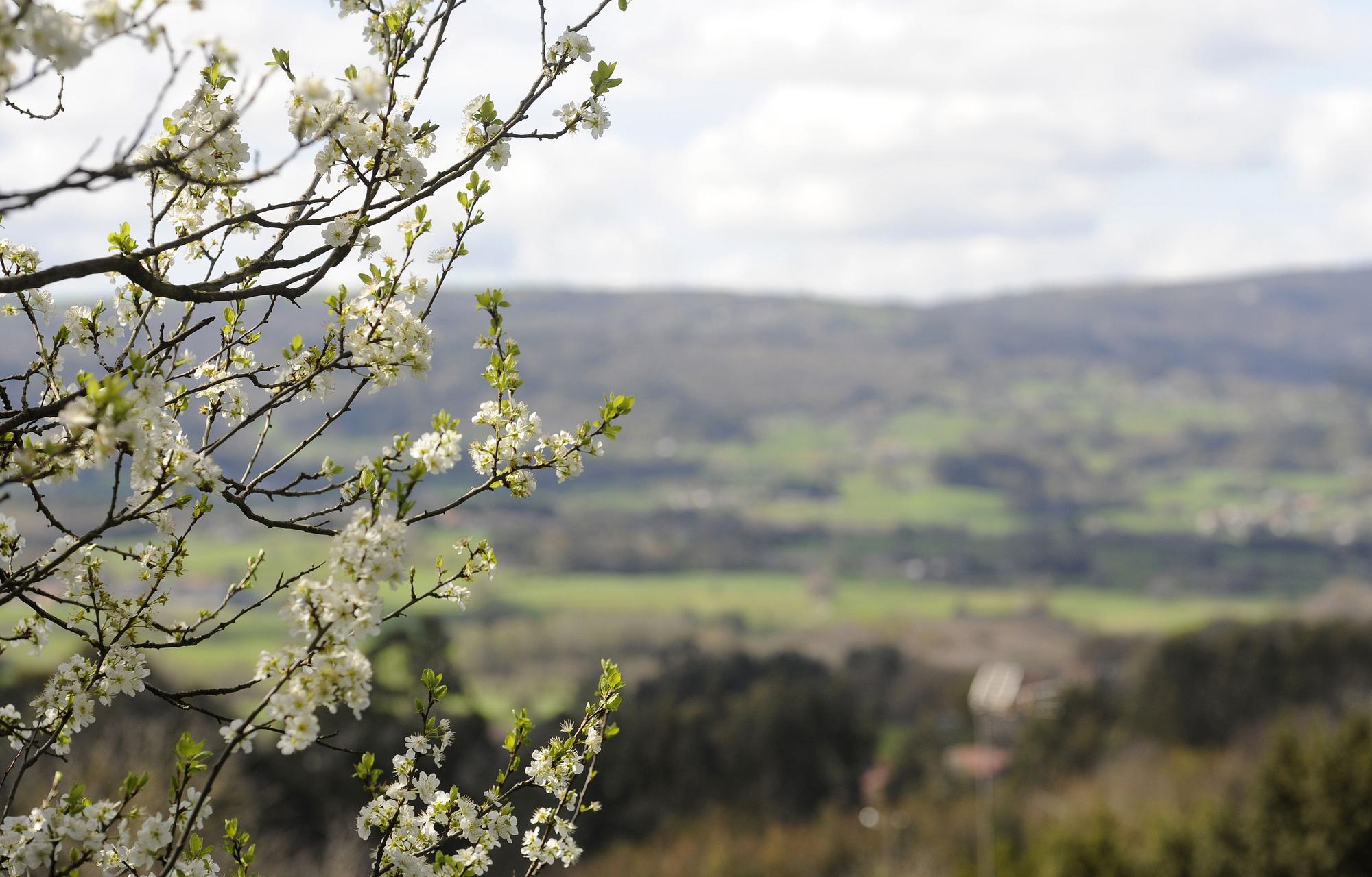 Ciruelo en flor con el valle de Escuadro como telón de fondo.