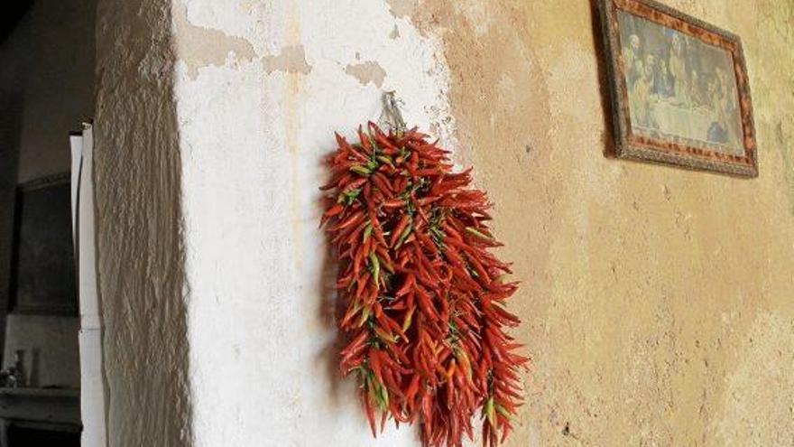 Tomaten dörren auf Mallorca - kein trockenes Geschäft