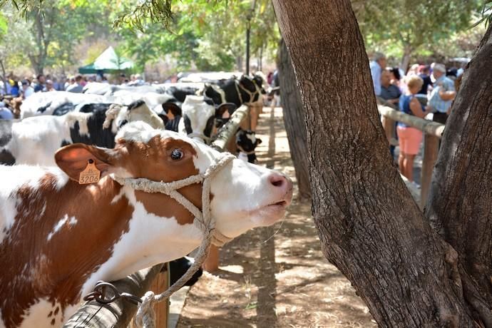 Feria de ganado, misa y procesión de San Miguel