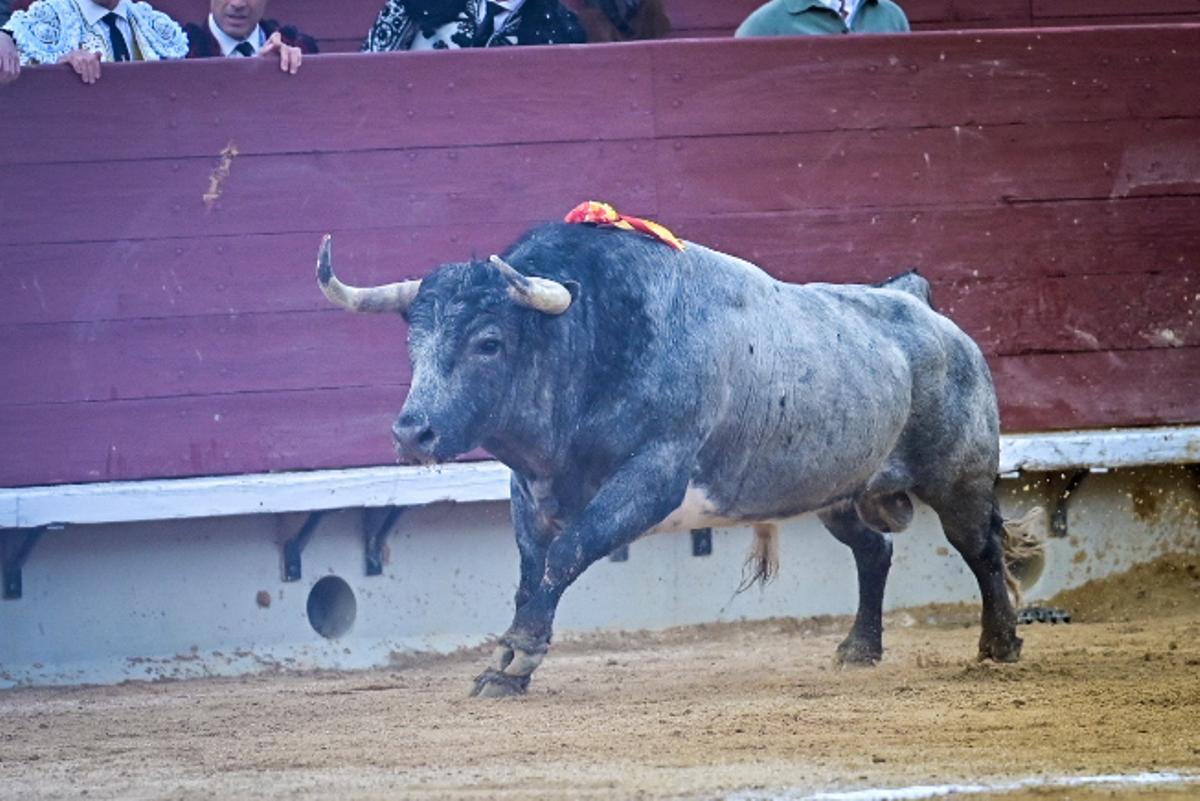 Primera jornada de la feria taurina de la Magdalena, en imágenes