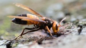 Ejemplar de Vespa soror.