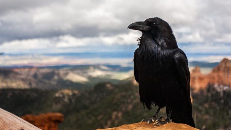 Las aves son seres conscientes