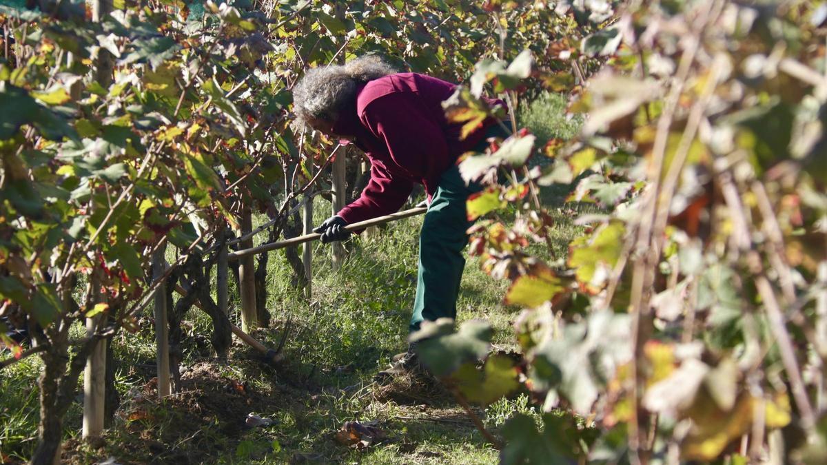 Planes de ocupación municipales dotan de trabajadores a la viña d'en Sabater