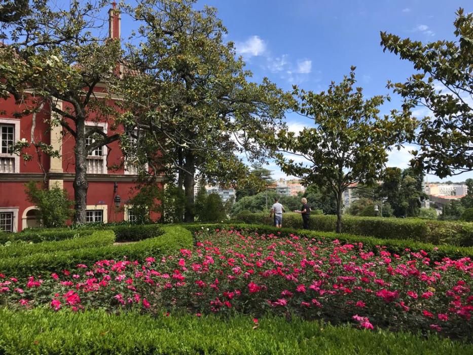 Rosa "Castell d'Alaquàs" en el palacio Fronteira de Lisboa.