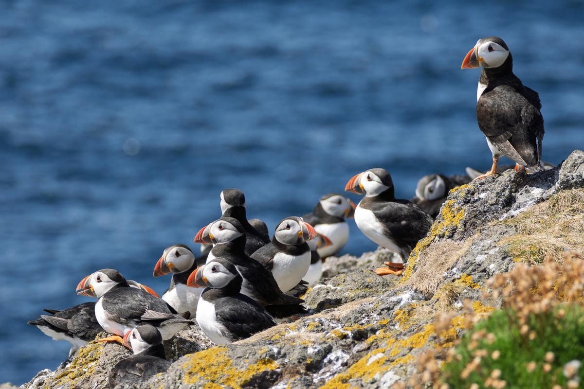 Grupo de frailecillos en la isla de May, Escocia